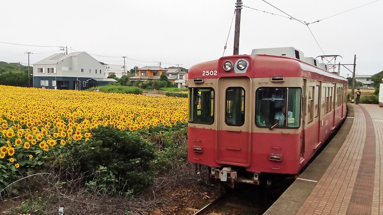 菜の花畑をバックに走る銚子電鉄の電車の画像。